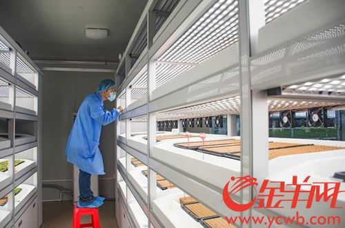海豐縣蔬菜產業園 以加工物流與高端市場建設為抓手，內外兼修推動三產融合